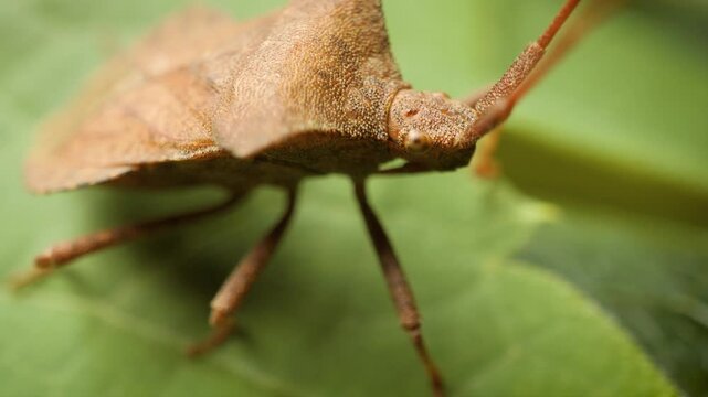 extreme macro view of a young dock bug (coreus marginatus) on a green leaf