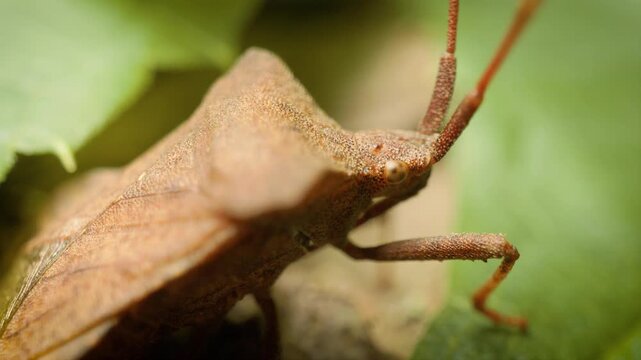 macro view of a young dock bug (coreus marginatus) on a green leaf