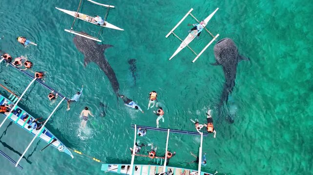 Aerial View of Whale Shark Watching in Oslob, Philippines