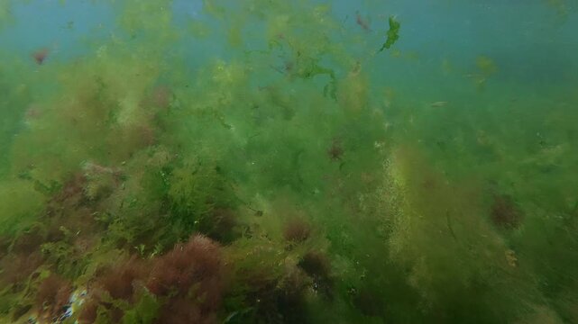 Sand smelt camouflaged under drifting pieces of Cystoseira barbata, Ceramium rubrum, Enteromorpha intestinalis and Ulva lactuca. Camera moving forward inside dense clusters of floating sea algae