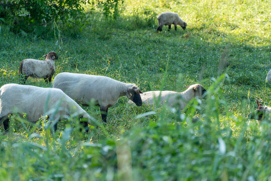 A close up view shows several black faced sheep and a lamb grazing together in dense pasture grass. Overhanging branches shade part of the flock on this warm summer morning.