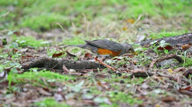 Grey-backed Thrush Holding Insect in Beak Hesitating Slow Motion 4K
