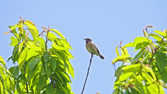 European stonechat (Saxicola rubicola) bird chirping on a branch