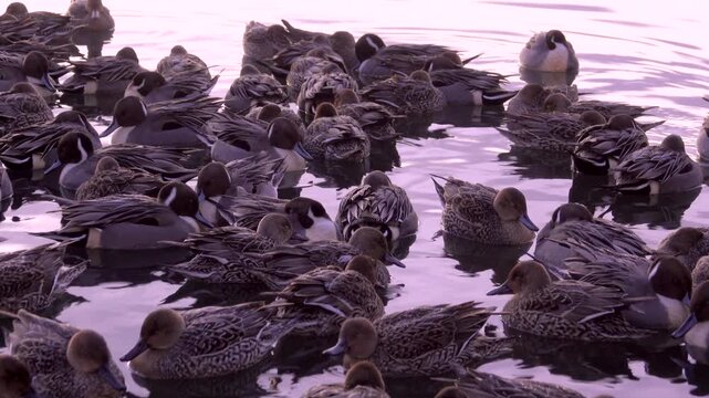 浅所海岸のカモ　朝