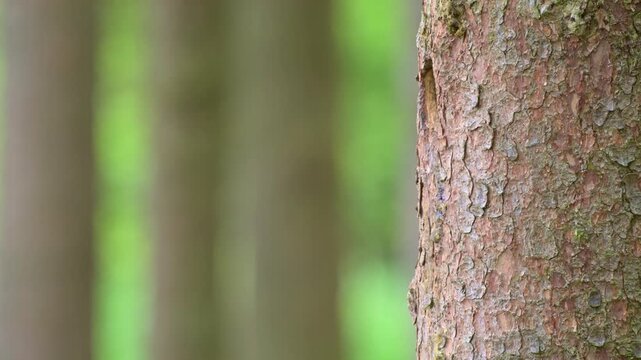 Great spotted woodpecker male feeding chicks at the nest hole in stem