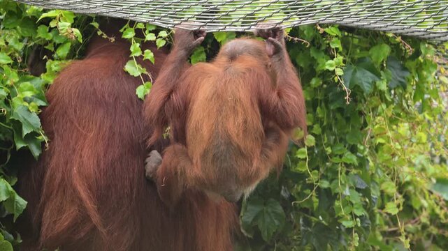 Sumatran orangutan (Pongo abelii) baby exploring the world near to its mother