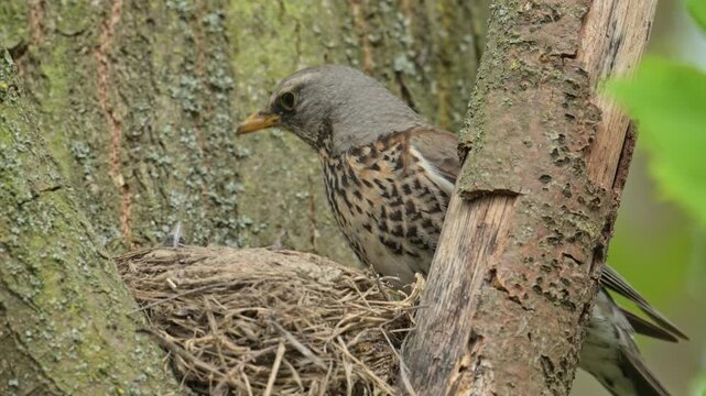 fieldfare (Turdus pilaris) taking care of chicks on the nest