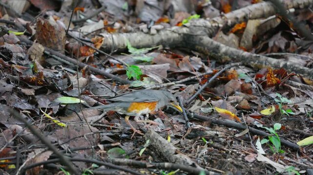 Grey-backed Thrush Startled Jumping to Steal Pink Bug from Ants 4K