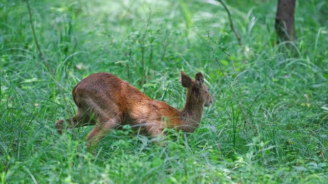 Water Deer Hiding Behind Thin Twig Leaping Backward to Flee Slow Motion 4K