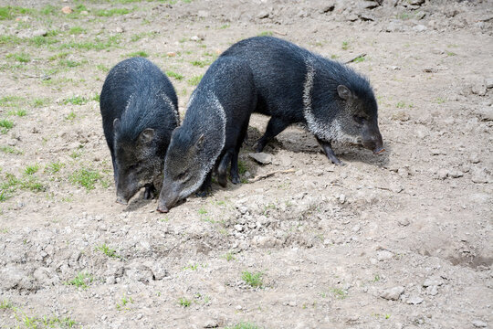 Collared peccary or musk hog