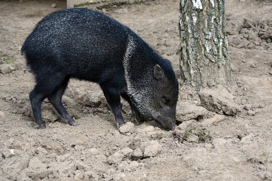 Collared peccary or musk hog