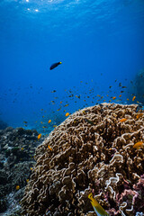 Small tropical fish swimming over a large hard coral reef in blue ocean. © PIPE DIVE UNDERWATER