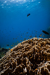 Small tropical fish swimming over a large hard coral reef in blue ocean. © PIPE DIVE UNDERWATER