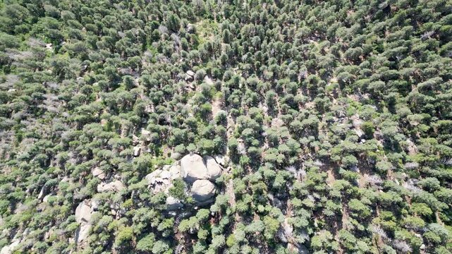 Aerial view of mountain range forest looking directly down