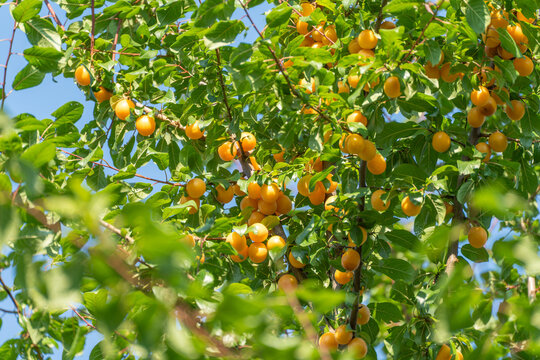 A sunlit branch overflows with ripe yellow mirabelle plums nestled among glossy green leaves. Warm afternoon light brings out the rich golden color of the abundant fruit.