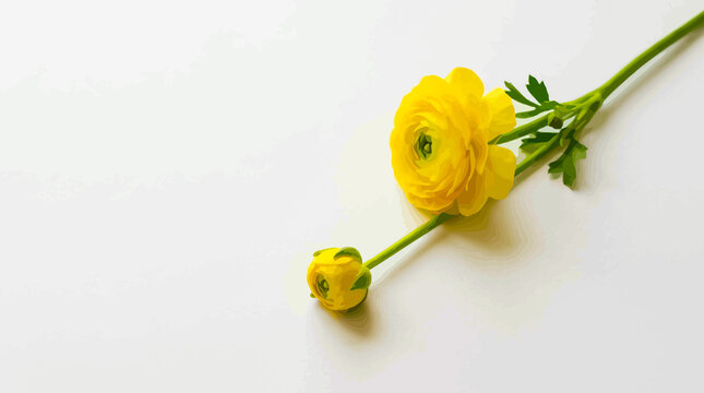 Single blooming yellow persian buttercup flower and bud on green stem