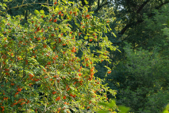 A rowan tree stands laden with vibrant orange berry clusters in a sunlit forest clearing. Dense woodland trees rise behind the fruiting branches under warm afternoon light.