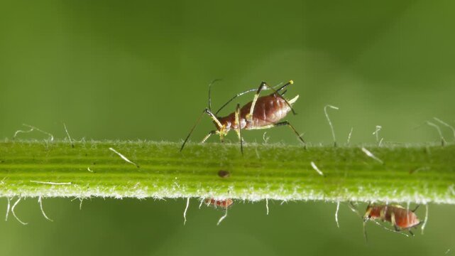 aphids hanging on a plant stem sucking