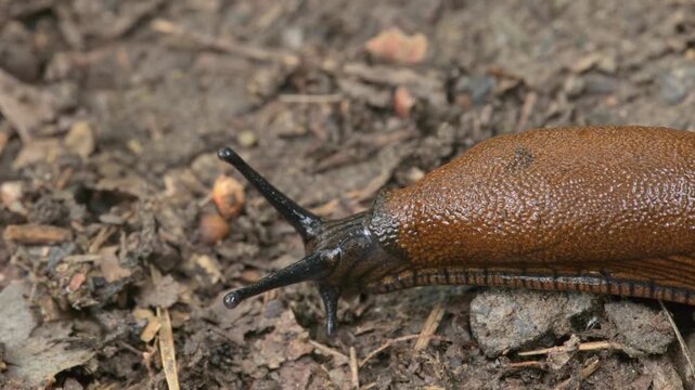 slug (limax) crawling over ground