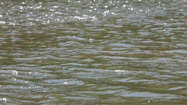 wind ripples on the surface of a pond