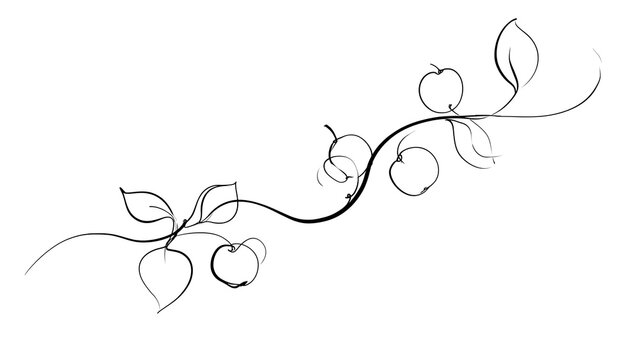 Elegant line art leaves and apples white background.
