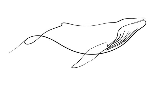 Minimalist whale line art illustration white background.