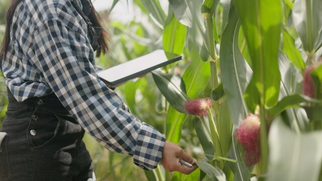 An Asian female farmer touching a red sweet corn cob gently while holding a digital tablet to check agricultural crop health in an organic plantation field during daytime.