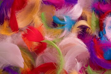 Colorful feather background, top view. © Nikolay
