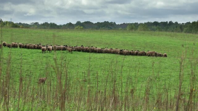 Flock of sheep grazing peacefully in the distance on a wide green pasture. Domestic rams and ewes feeding on grass in a natural rural landscape, representing livestock farming and free-range grazing.