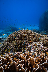 Small tropical fish swimming over a large hard coral reef in blue ocean. © PIPE DIVE UNDERWATER