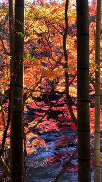 夏井川渓谷の紅葉と竹林