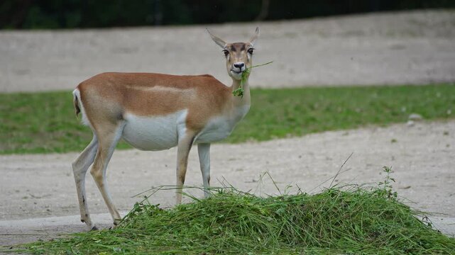 The Indian Blackbuck, Antelope cervicapra or Indian antelope inhabits grassy plains and slightly forested areas. Fast animals, the blackbuck can run at as high as 80 kilometers per hours.