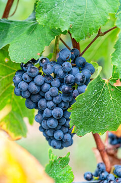 Rotwein Trauben am Rebstock 692024
