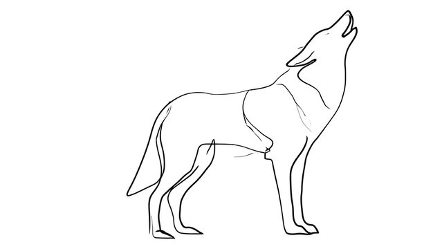 Minimalist line art wolf howling white background.