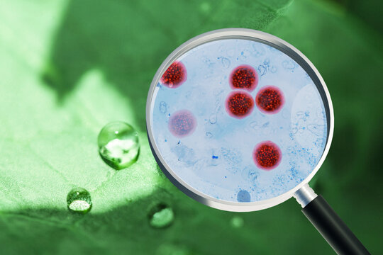Magnifying glass reveals microscopic Cyclospora parasite oocysts on a fresh lettuce leaf, illustrating a foodborne illness outbreak, water droplet contamination, and public health safety check.