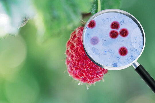 Magnifying glass showing Cyclospora parasite oocysts on a fresh red raspberry, illustrating foodborne illness, fruit contamination, hygiene safety, and cyclosporiasis outbreak concept.