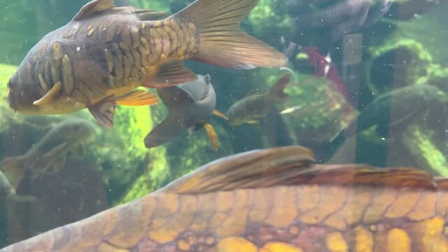 Common carp Cyprinus carpio swimming in freshwater habitat with algae covered aquatic plants and rocks. Freshwater fish species native to rivers and lakes of Europe and Asia.