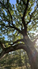 Obraz premium Looking up at a large oak tree against a blue sky