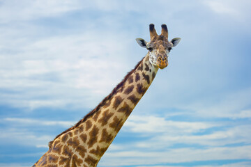 Masai giraffe portrait with blue sky and clouds in the background.  Masai Mara Game Reserve, Kenya, Africa. © Yan