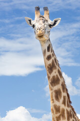 Fototapeta premium Masai giraffe portrait with blue sky and clouds in the background. Masai Mara Game Reserve, Kenya, Africa.