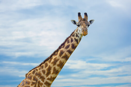 Masai giraffe portrait with blue sky and clouds in the background.  Masai Mara Game Reserve, Kenya, Africa.