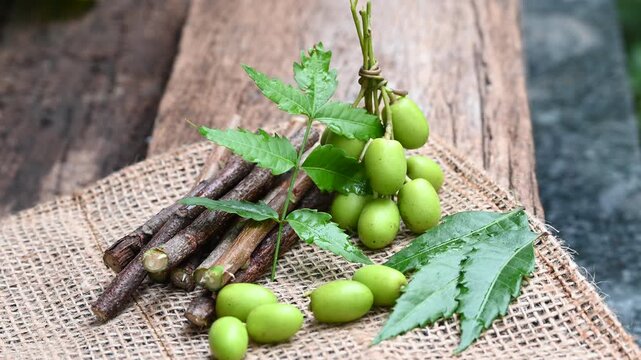Neem fruit with neem sticks and leaf isolated on wooden background. Medicinal neem leaves, fruit and branch