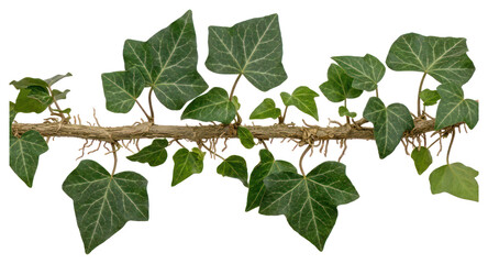 English Ivy Vine Branch Isolated on White Background © Vect