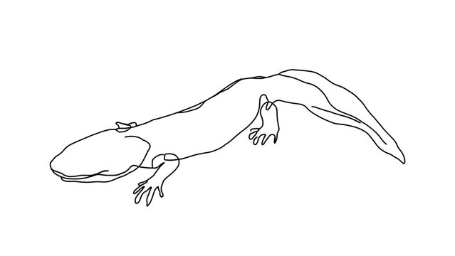 Simple line drawing of a newt on white background.