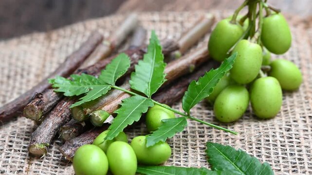 Neem fruit with neem sticks and leaf isolated on wooden background. Medicinal neem leaves, fruit and branch
