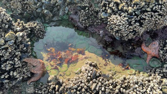 A minus tide (ultra low tide) at Face Rock Beach in Bandon, Oregon, reveals a variety of sea life not normally seen.