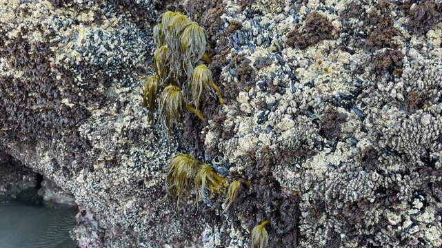 Sea palms attached to a rock and exposed during a minus tide (ultra low tide) at Face Rock Beach in Bandon, Oregon, on a summer morning.