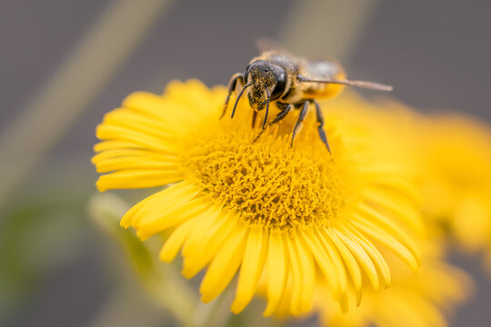 Close‑Up Macro Bee Collecting Pollen on Bright Yellow Flower