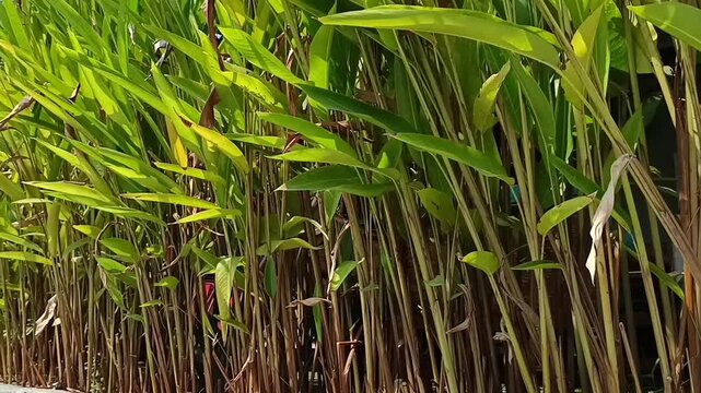 Tanaman hias dengan daun panjang rapi berfungsi jadi pagar 