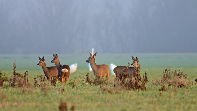 European Roe Deer group feeding on meadow grass while enjoying warm sunrise light in winter wildlife habitat, 4K footage